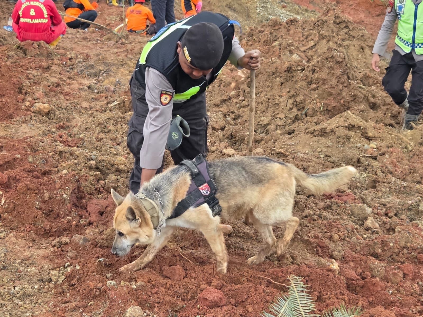 Anjing Pelacak Optimalkan Pencarian Korban Longsor di Cilacap